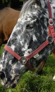 Preview wallpaper horse, spotted, grass, steam, food