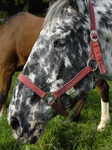 Preview wallpaper horse, spotted, grass, steam, food