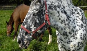 Preview wallpaper horse, spotted, grass, steam, food