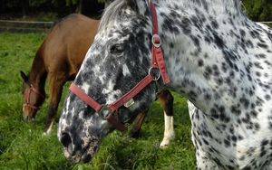 Preview wallpaper horse, spotted, grass, steam, food