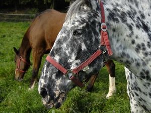 Preview wallpaper horse, spotted, grass, steam, food