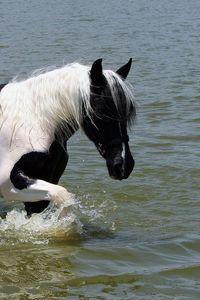 Preview wallpaper horse, spotted, walk, beautiful