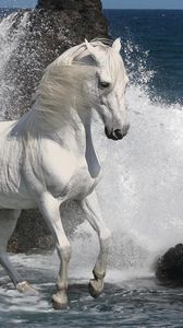 Preview wallpaper horse, spray, rocks, sea