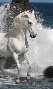 Preview wallpaper horse, spray, rocks, sea
