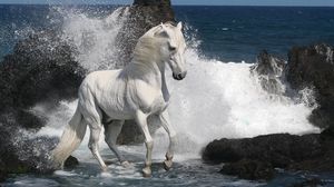 Preview wallpaper horse, spray, rocks, sea