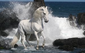 Preview wallpaper horse, spray, rocks, sea