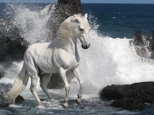 Preview wallpaper horse, spray, rocks, sea