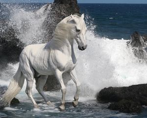 Preview wallpaper horse, spray, rocks, sea