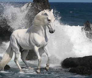 Preview wallpaper horse, spray, rocks, sea