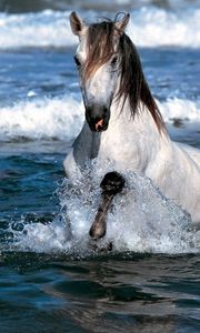 Preview wallpaper horse, spray, sea, color