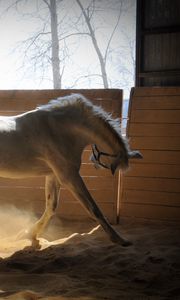 Preview wallpaper horse, stables, dust, color