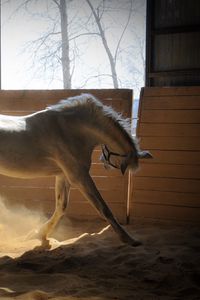 Preview wallpaper horse, stables, dust, color