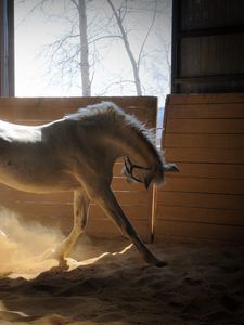 Preview wallpaper horse, stables, dust, color