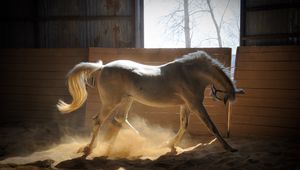 Preview wallpaper horse, stables, dust, color