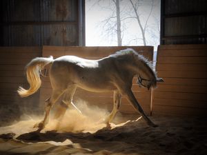 Preview wallpaper horse, stables, dust, color