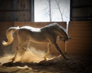 Preview wallpaper horse, stables, dust, color