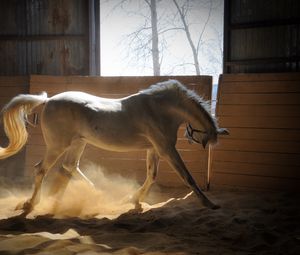 Preview wallpaper horse, stables, dust, color