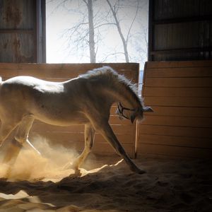 Preview wallpaper horse, stables, dust, color
