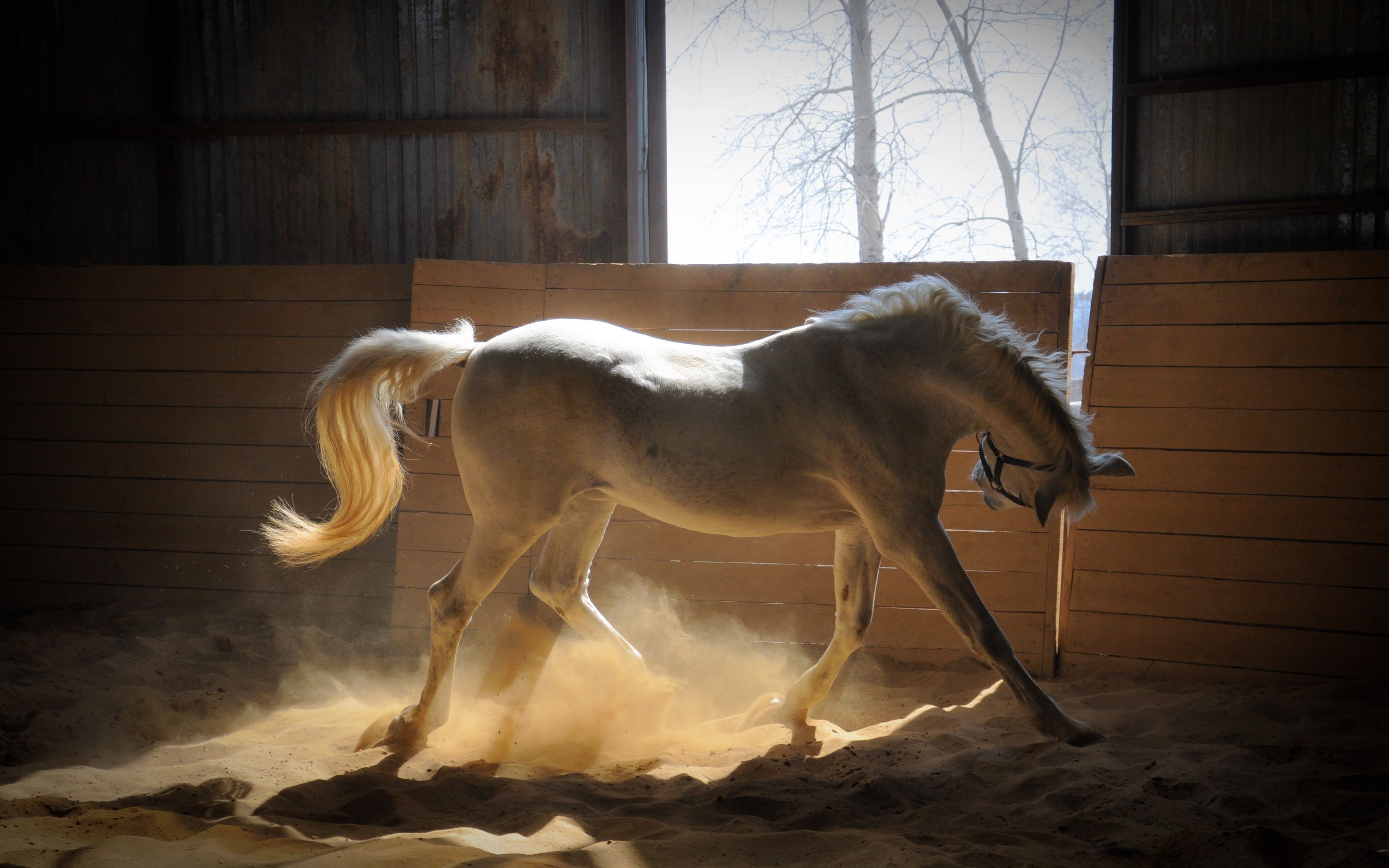 Download wallpaper 3840x2400 horse, stables, dust, color 4k ultra hd 16