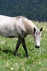 Preview wallpaper horse, stallion, baby, grass, field, walking, eating