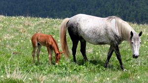 Preview wallpaper horse, stallion, baby, grass, field, walking, eating