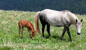 Preview wallpaper horse, stallion, baby, grass, field, walking, eating