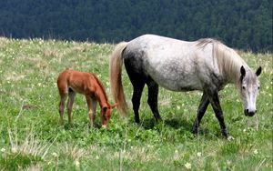 Preview wallpaper horse, stallion, baby, grass, field, walking, eating