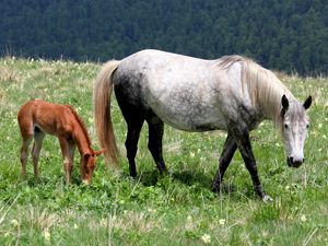 Preview wallpaper horse, stallion, baby, grass, field, walking, eating