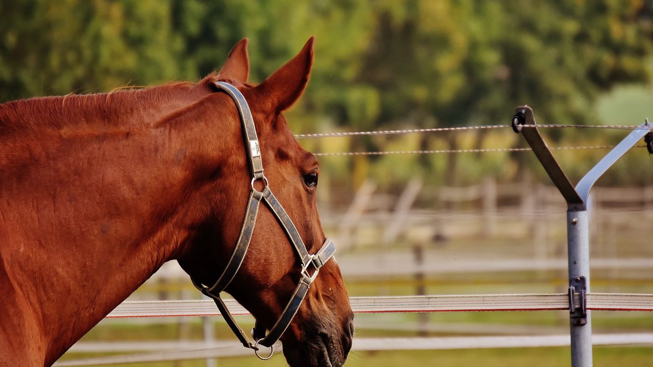 Wallpaper horse, stallion, corral, meadow, pasture