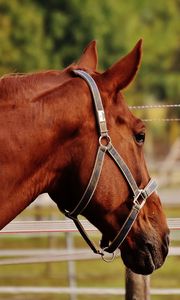 Preview wallpaper horse, stallion, corral, meadow, pasture