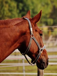 Preview wallpaper horse, stallion, corral, meadow, pasture