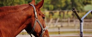 Preview wallpaper horse, stallion, corral, meadow, pasture