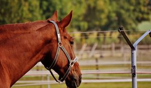 Preview wallpaper horse, stallion, corral, meadow, pasture