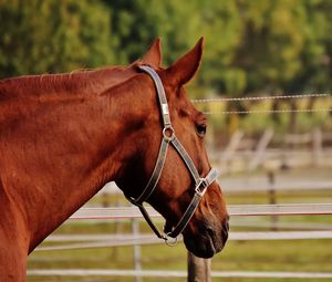 Preview wallpaper horse, stallion, corral, meadow, pasture