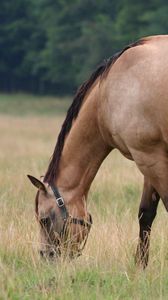 Preview wallpaper horse, stallion, cub, walk, food, grass