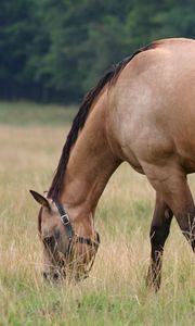 Preview wallpaper horse, stallion, cub, walk, food, grass