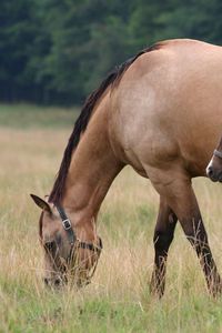 Preview wallpaper horse, stallion, cub, walk, food, grass
