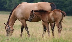 Preview wallpaper horse, stallion, cub, walk, food, grass