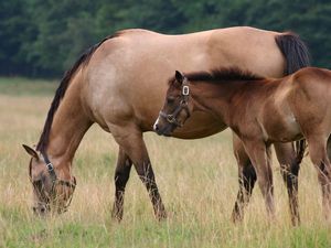 Preview wallpaper horse, stallion, cub, walk, food, grass