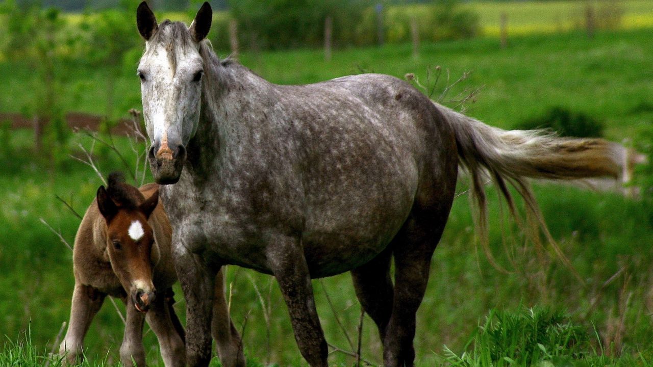 Wallpaper horse, stallion, cub, couple, care, grass