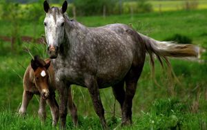 Preview wallpaper horse, stallion, cub, couple, care, grass
