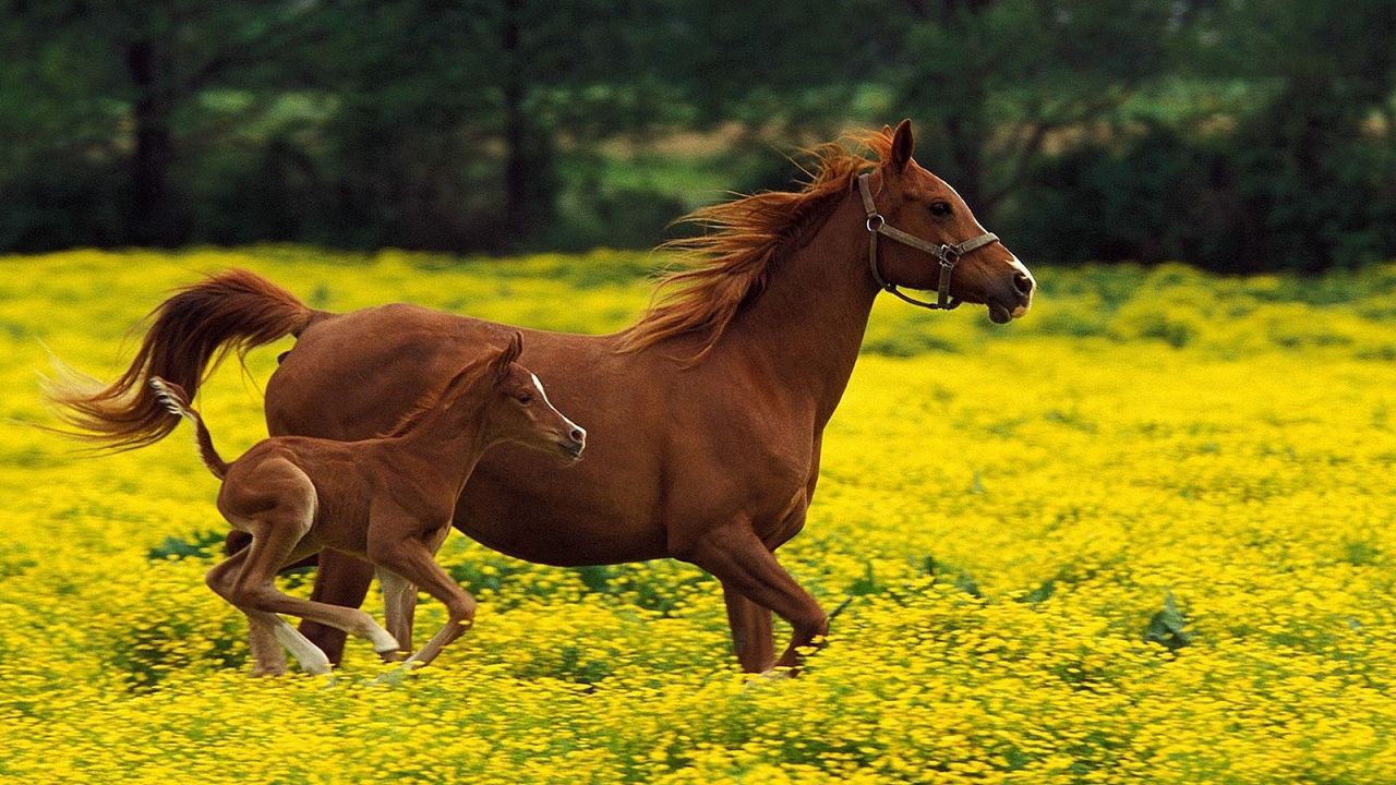 Wallpaper horse, stallion, family, flying, grass, running, jumping