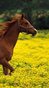 Preview wallpaper horse, stallion, family, flying, grass, running, jumping