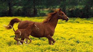 Preview wallpaper horse, stallion, family, flying, grass, running, jumping