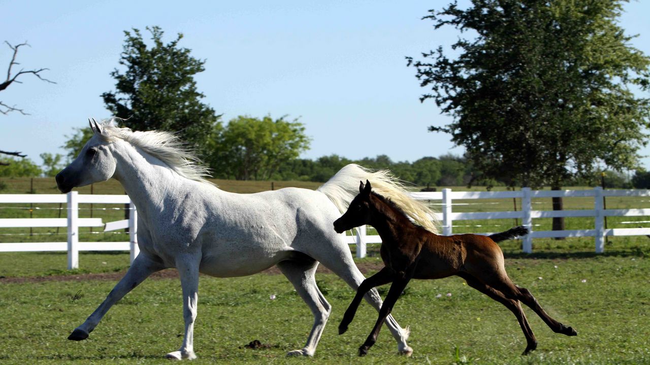 Wallpaper horse, stallion, gallop