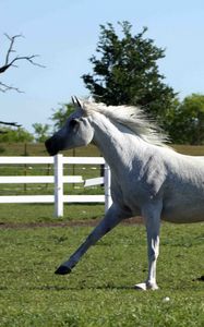 Preview wallpaper horse, stallion, gallop