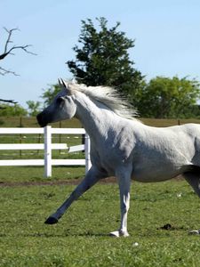 Preview wallpaper horse, stallion, gallop