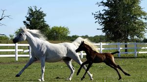 Preview wallpaper horse, stallion, gallop