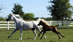 Preview wallpaper horse, stallion, gallop