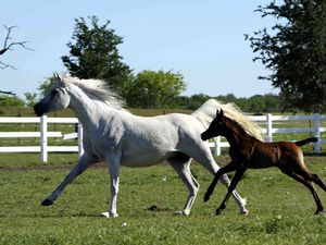 Preview wallpaper horse, stallion, gallop